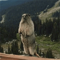 土拨鼠.gif